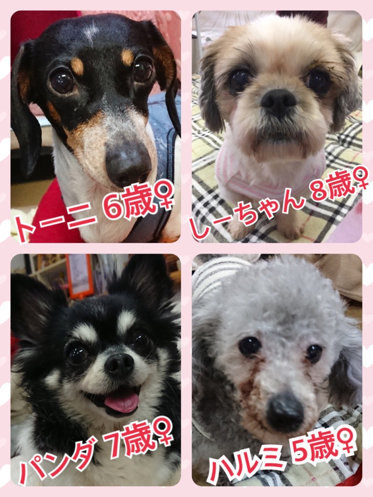 天神橋カフェ☕の今日のワンコキャスト🐶